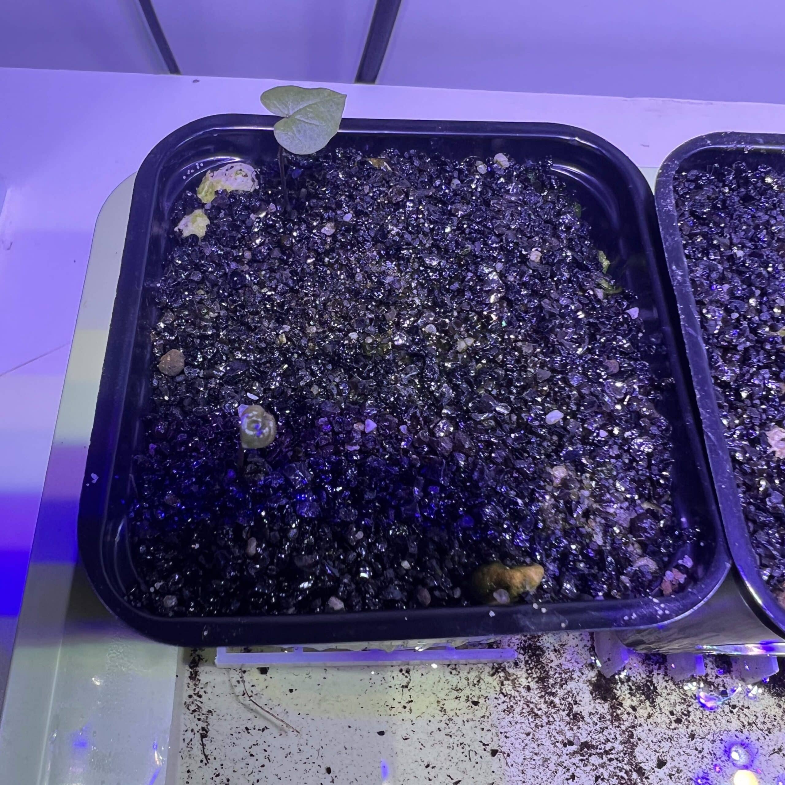 Première feuille d'un semis de Dioscorea elephantipes montana