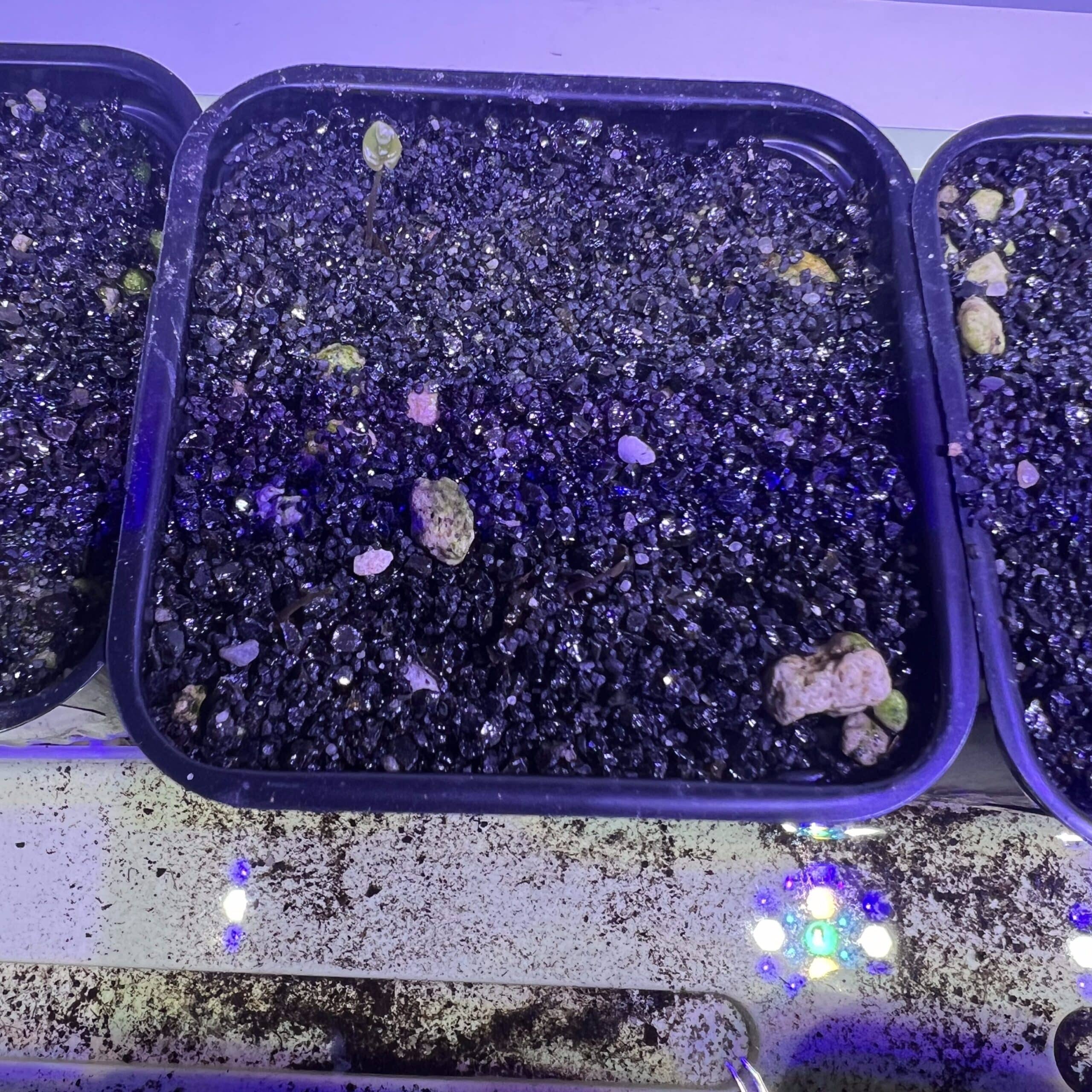 Autre angle sur une très petite feuille de Dioscorea elephantipes montana