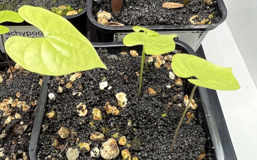 Kulturbegleitung: Dioscorea mexicana