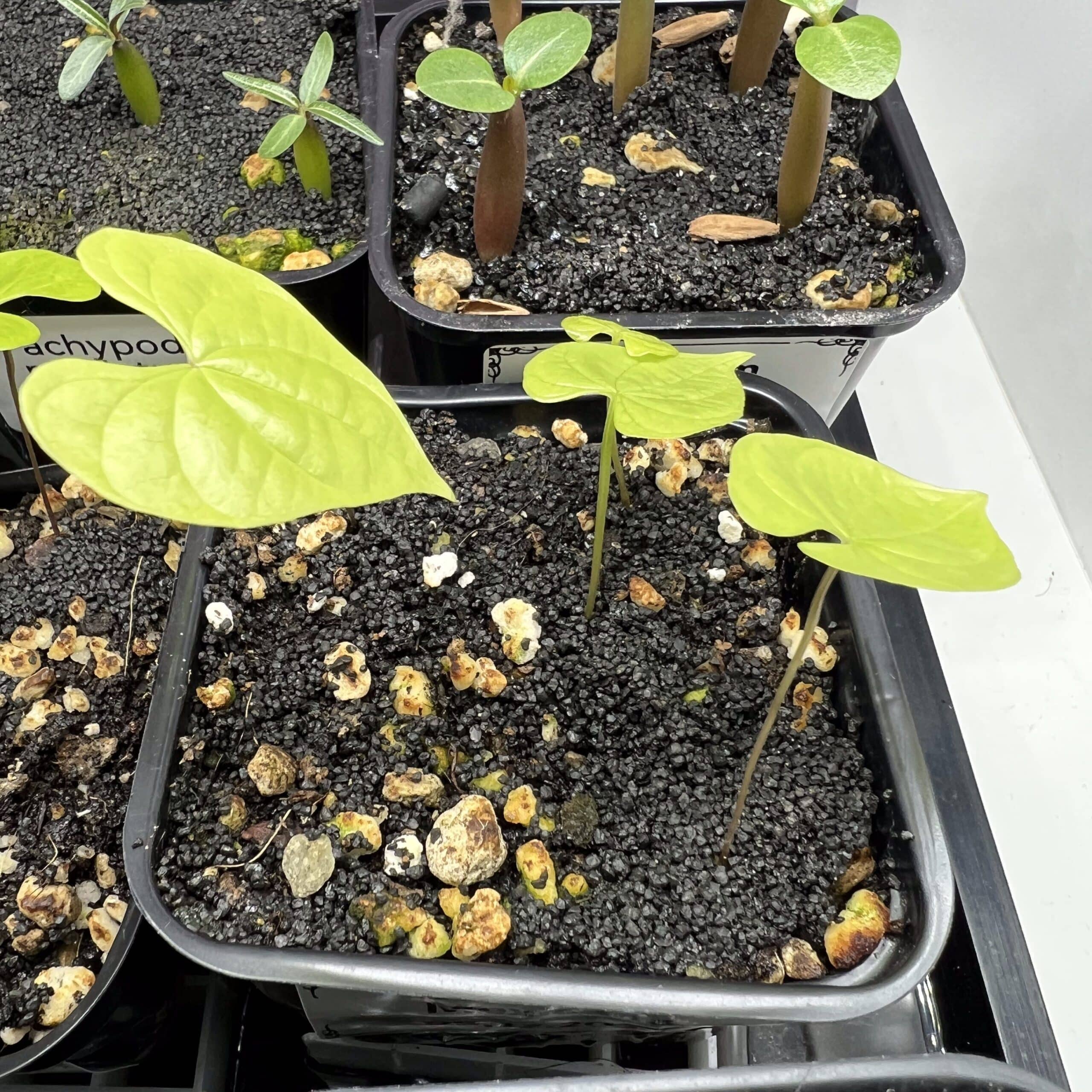 On voit bien les premières feuilles de ces plantules de Dioscorea mexicana après quelques semaines de pousse