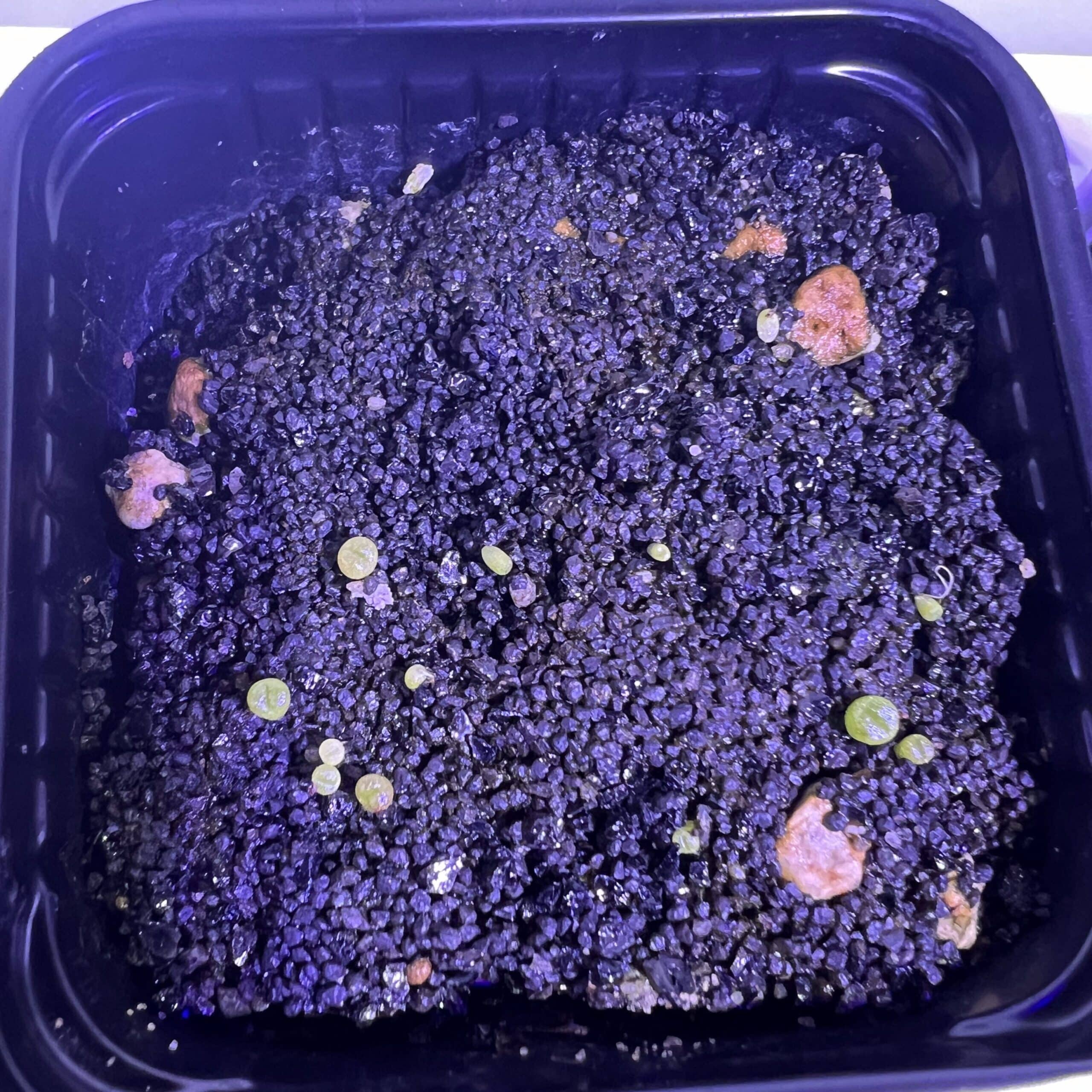 Semis de quelques jours de Lithops optica rubra