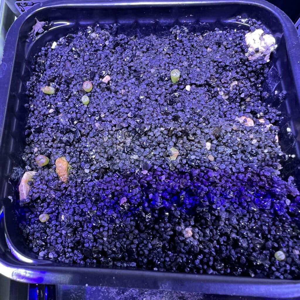 Sämlinge von Lithops salicola 'Sato's Violet'