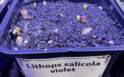 Kulturbegleitung: Lithops salicola Sato.s violet