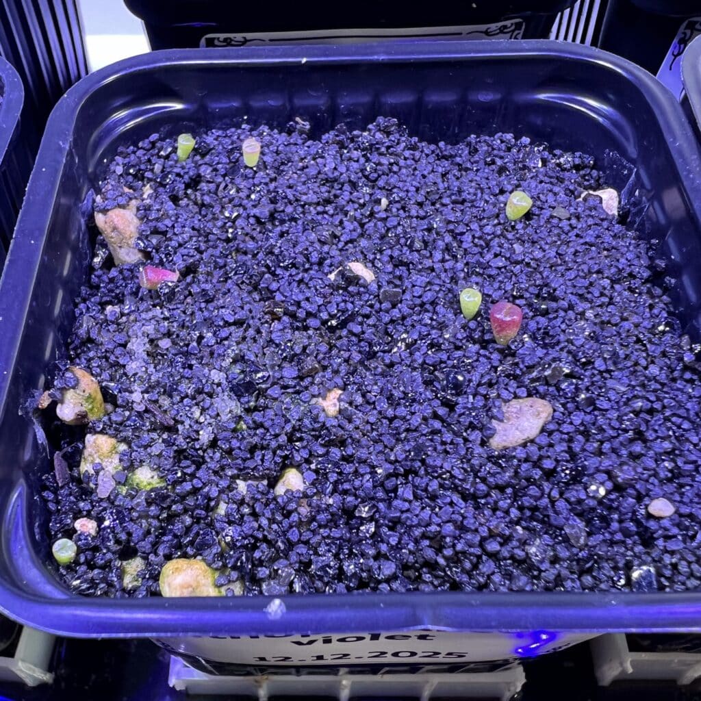 Draufsicht auf Sämlinge von Lithops salicola 'Sato's Violet'