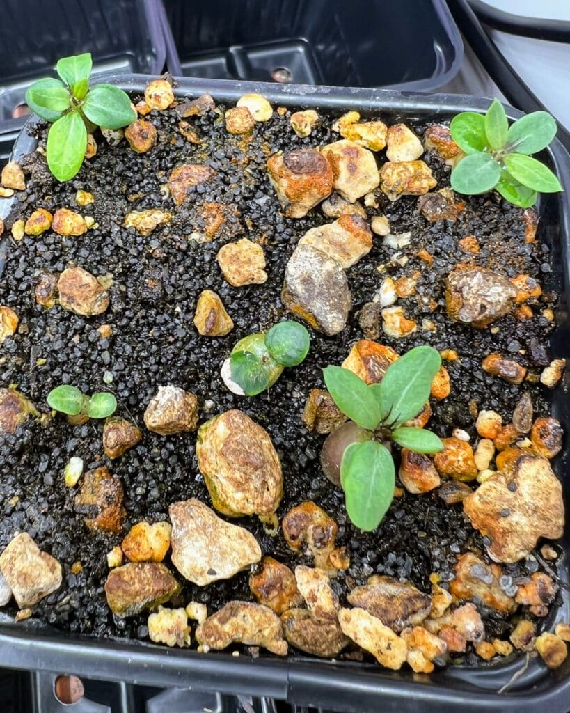 Draufsicht auf Pachypodium bispinosum-Sämlinge
