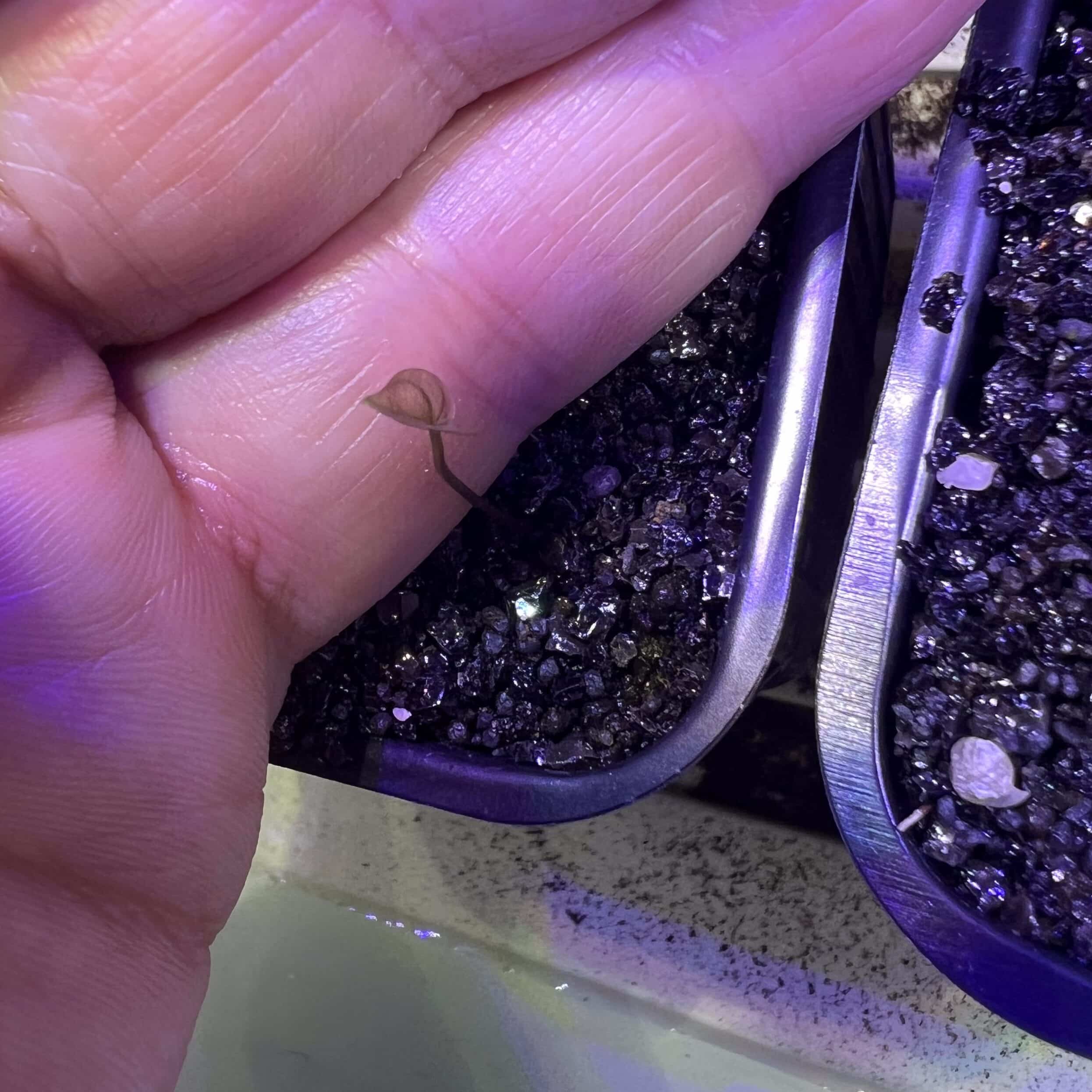 Détail d'une feuille de Dioscorea elephantipes qui a quelques heures, on voit sa transparence