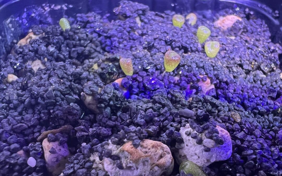 Kulturbegleitung: Lithops optica rubra