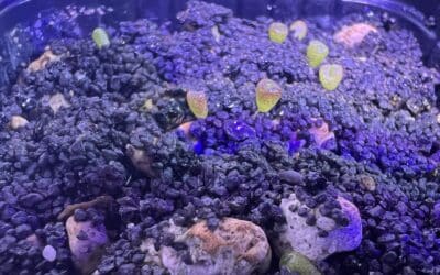 Suivi de culture: Lithops optica rubra