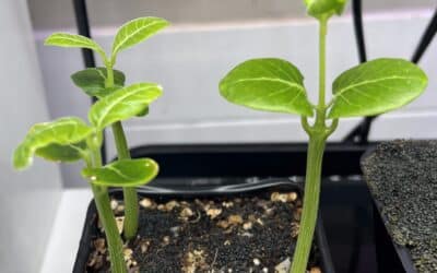 Kulturbegleitung: Fockea multiflora