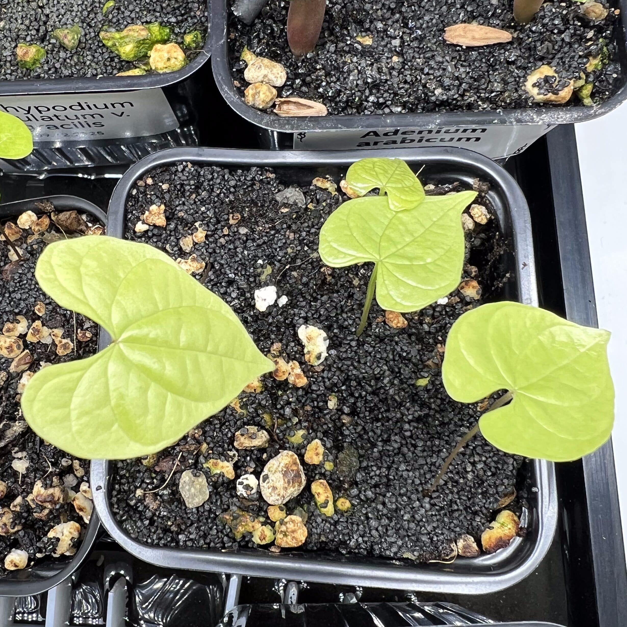 Premières feuilles de Dioscorea mexicana après le semis