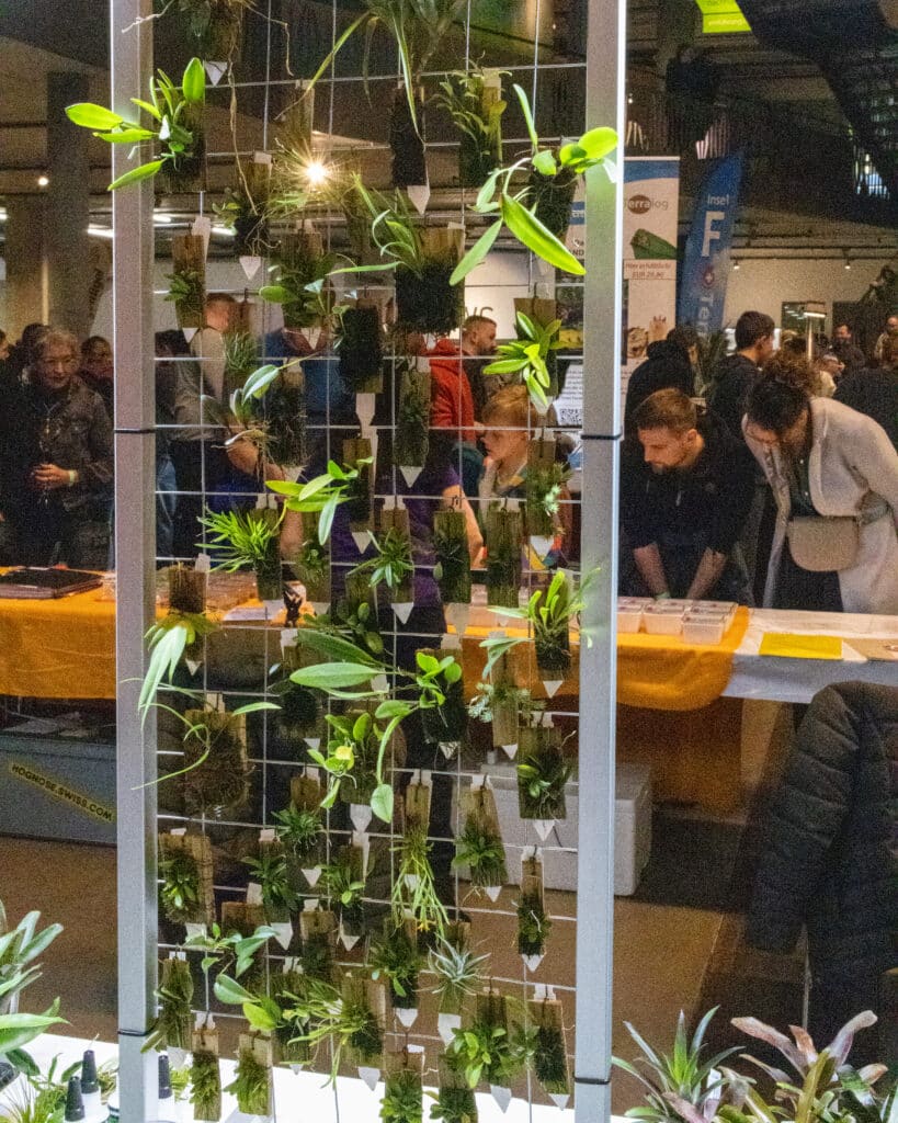 Je ne connais pas ces plantes mais c'était le seul stand à en vendre