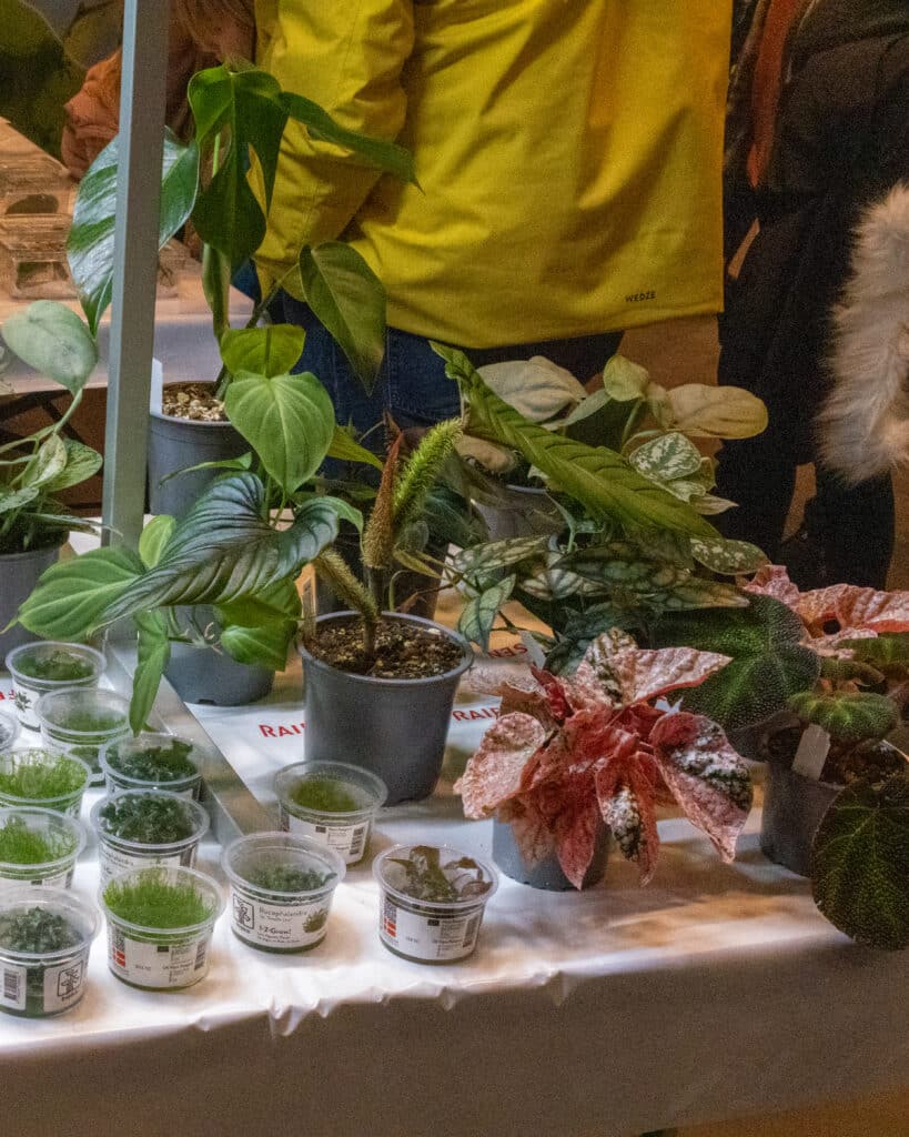 Quelques plantes aquatiques aussi, pour les aquariums