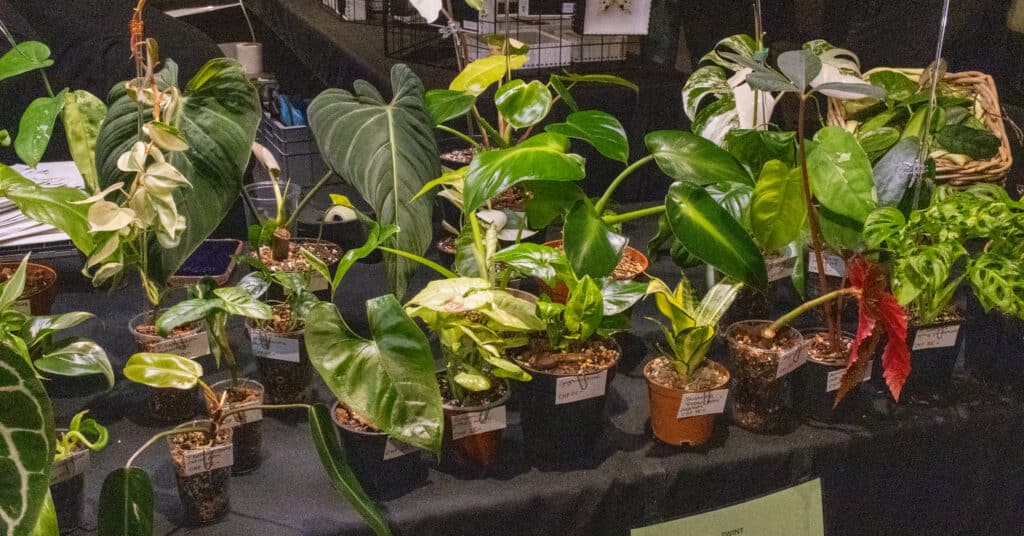 On peut se faire plaisir pour pas cher avec ces plantes vertes