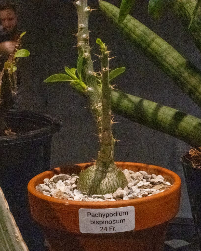 Un pachypodium à la vente