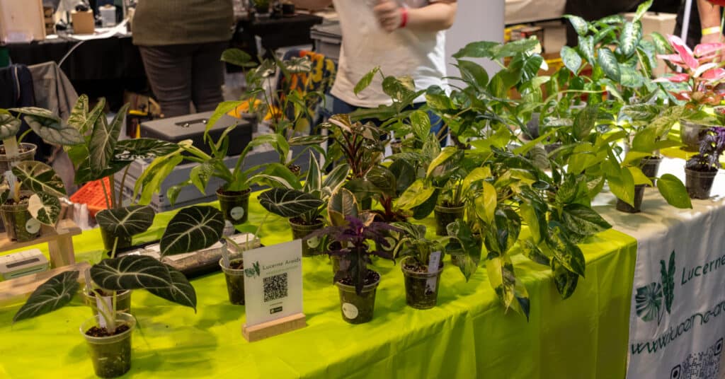 Présentoir avec quelques plantes de Lucerne Aroids