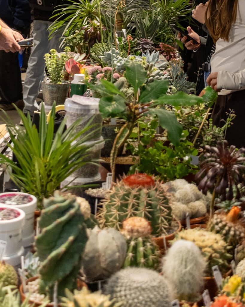 Petite sélection de cactus du stand, on voit de jolis spécimens bien en santé