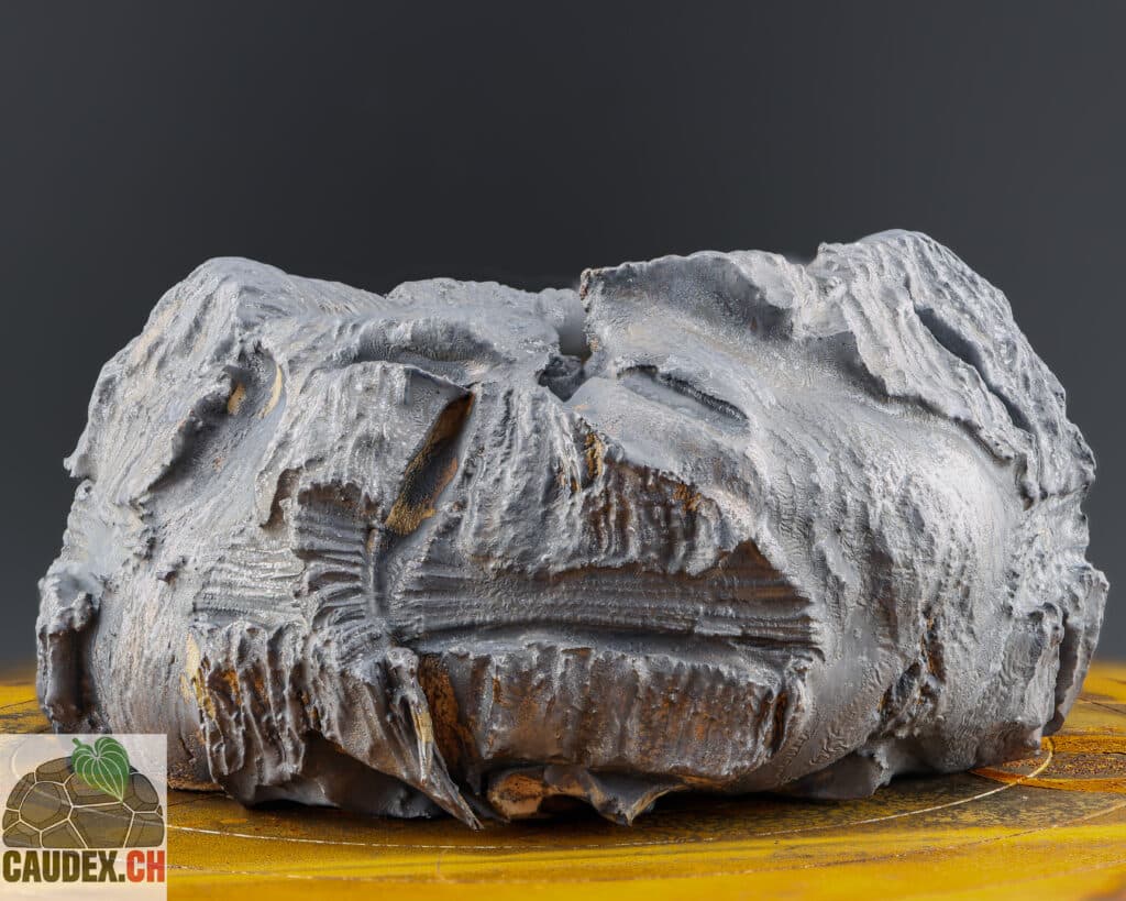 Pot bombé très texturé, couleur noir, spécialement fait pour la plante à caudex Dioscorea elephantipes, pour souligner sa forme et sa texture