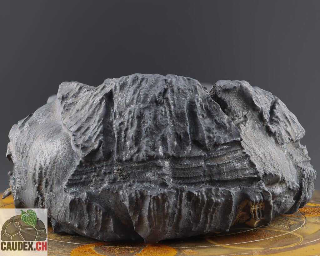 Pot en céramique spécialement fait pour une plante à caudex Dioscorea, le côté bombé rappelle la forme du caudex et la texture rappel la sécheresse