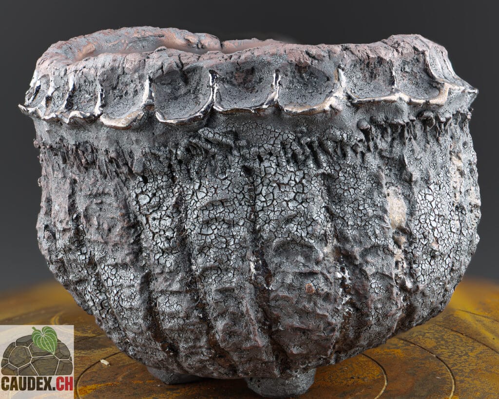 Pot pour plante à caudex en céramique, très texturé pour rappeler les plaines désertiques ou ils poussent