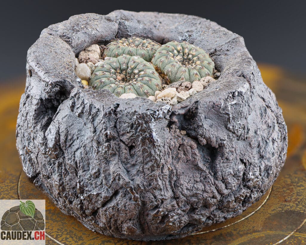 3 cactus Frailea asteroides plantés dans un pot en céramique fait main en Suisse, pris de côté