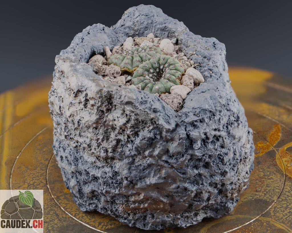 Cactus Frailea asteroides, cactus nain dans un petit pot en céramique de couleur noir et bronze avec un substrat en Lechusa cactus pon