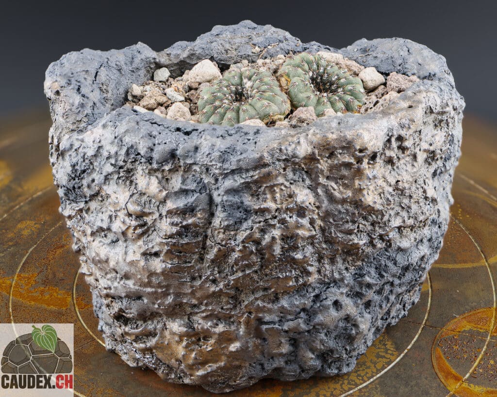 Cactus Frailea asteroides planté dans un pot fait main en céramique du style wabi-sabi de couleur noir et bronze