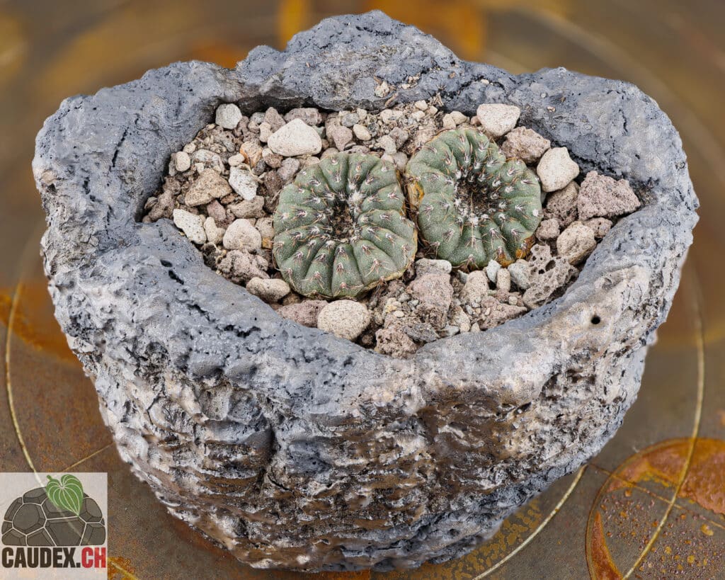 Frailea asteroides planté dans du Lechusa cactus pon, dans un pot en céramique style wabi-sabi noir et bronze