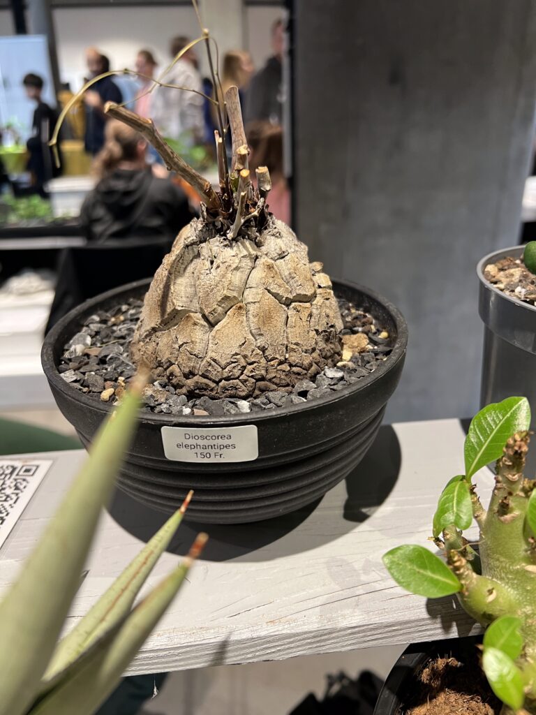 Dioscorea elephantipes en vente chez kakteen-shop.ch sur leur stand à TerraExpo