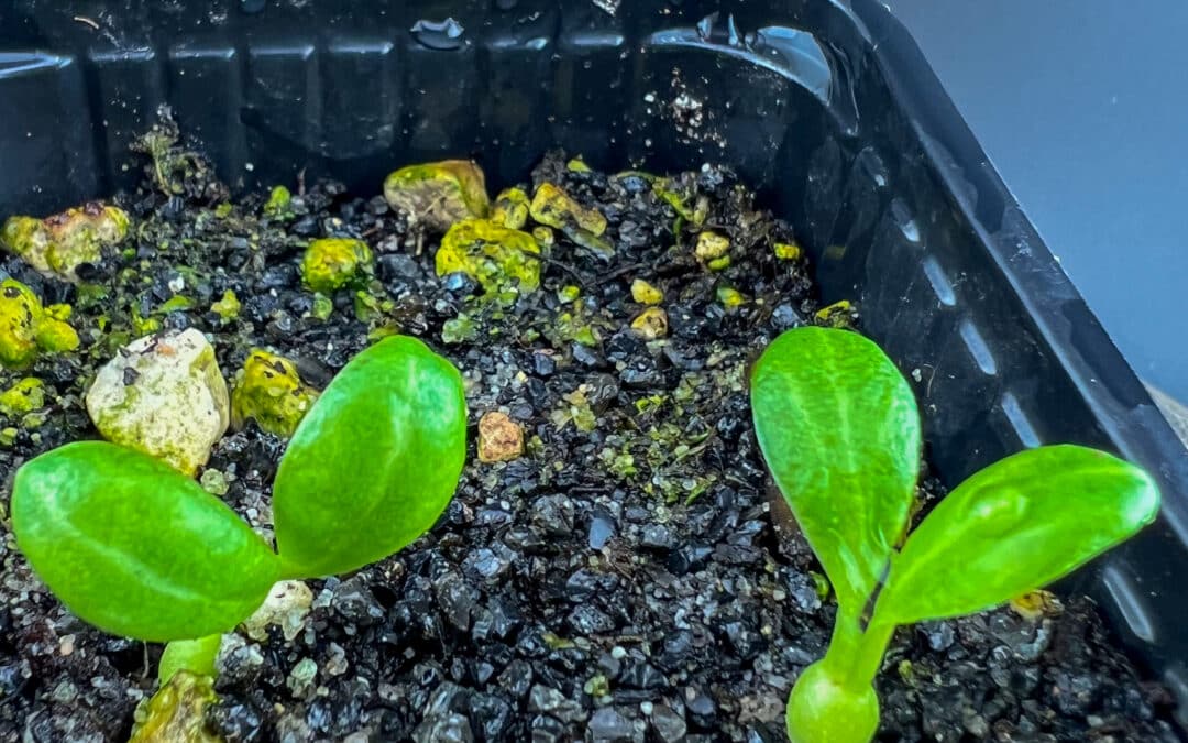 Kulturbegleitung: Euphorbia venefica