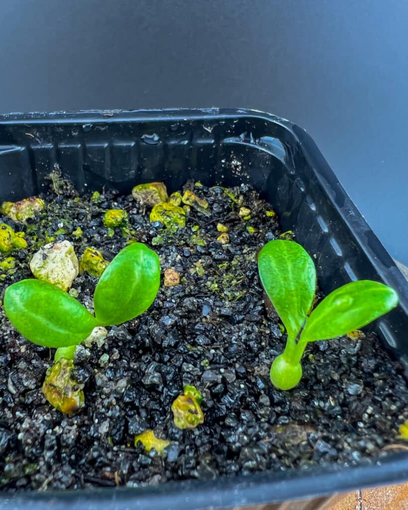 Détail sur les feuilles de semis de Euphorbia venefica