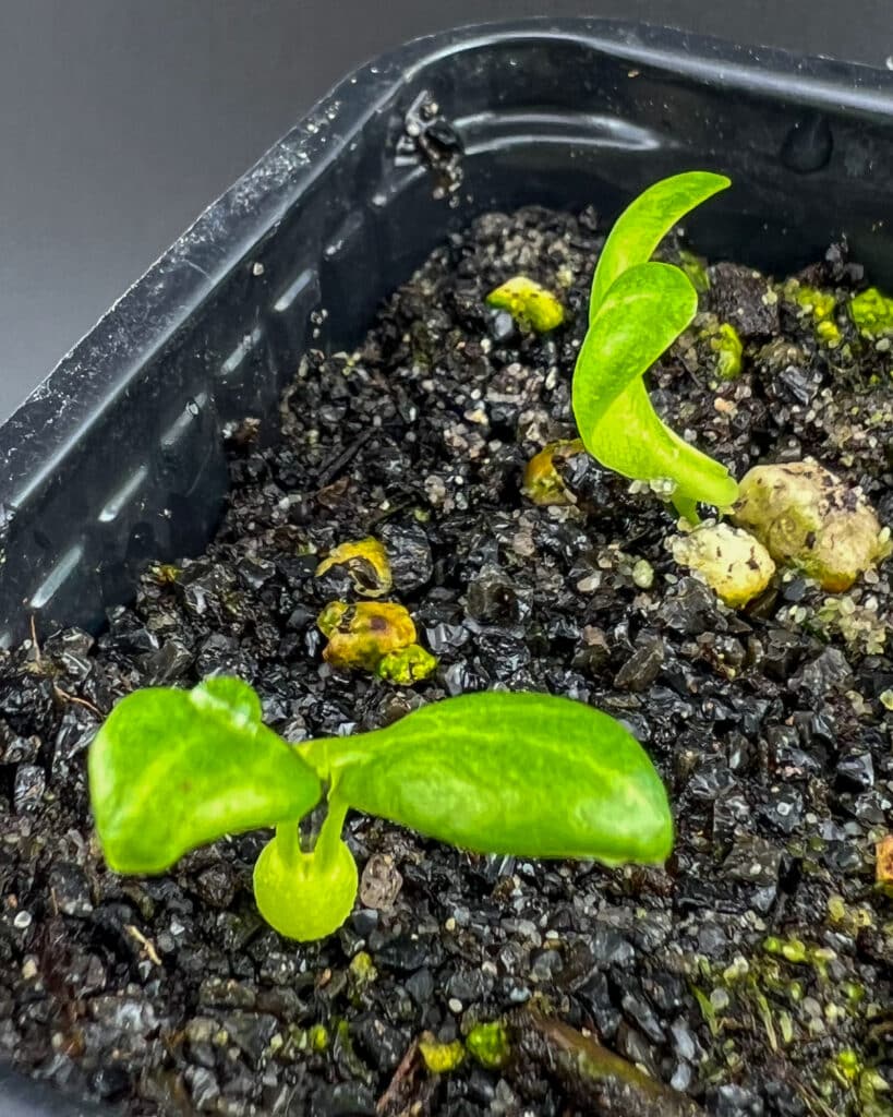 On voit la petite boule du caudex de cette plantule de euphorbia venefica