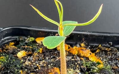 Suivi de culture: Euphorbia balsamifera