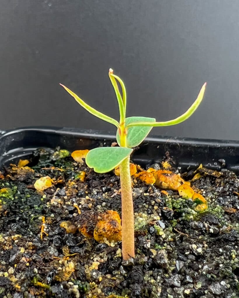 Semis de Euphorbia balsamifera levé depuis deux semaines on voit les premières vraies feuilles