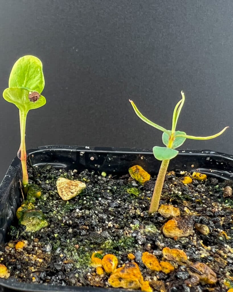 Franchement c'est bizarre comme Euphorbia baslamifera, impatient de voir la suite !