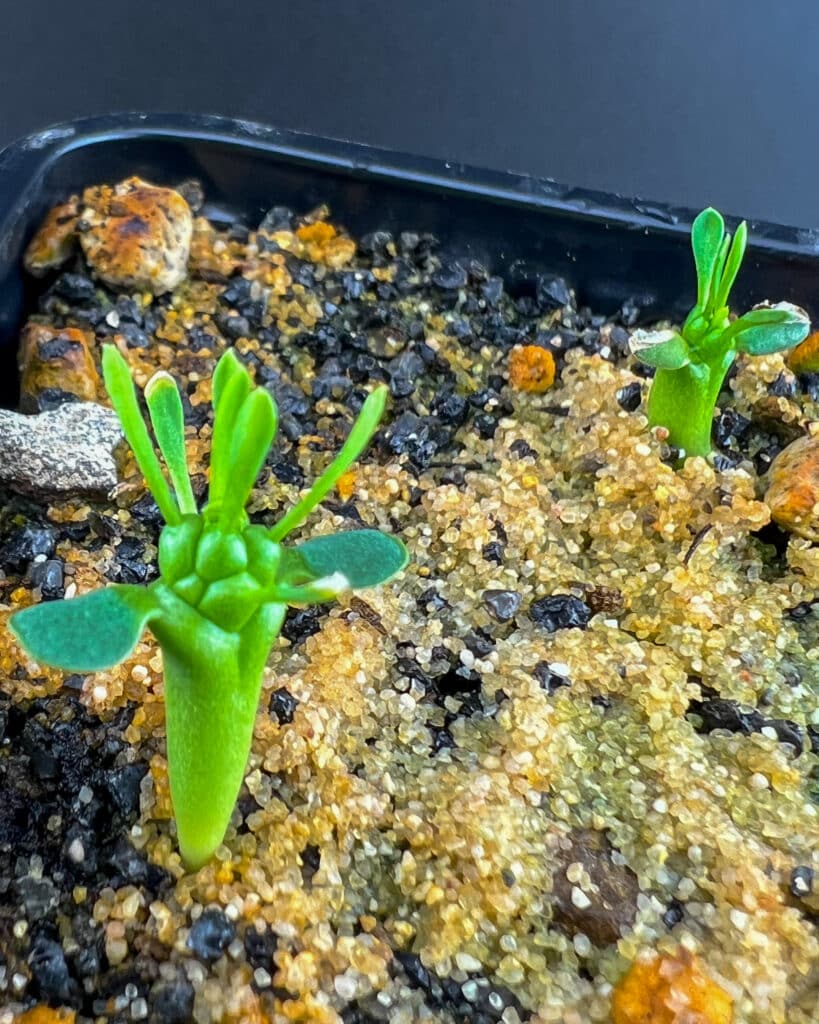 Vraiment très mignon ce semis de Euphorbia gorgonis ou on voit les premières vraies feuilles pointer