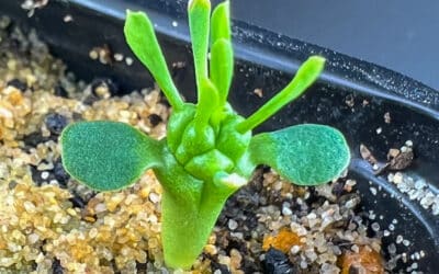 Suivi de culture: Euphorbia gorgonis