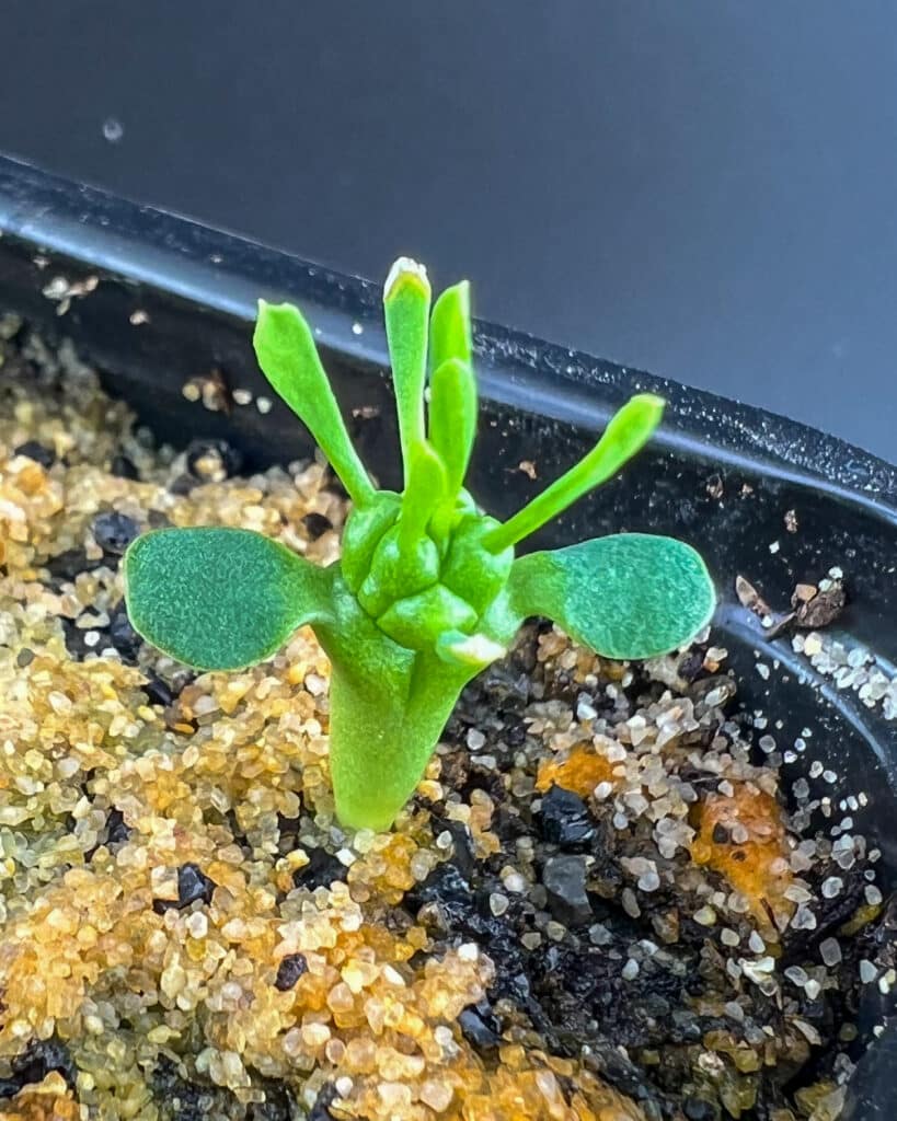 Gros plan sur les premières feuilles de Euphorbia gorgonis planté depuis 3 semaines